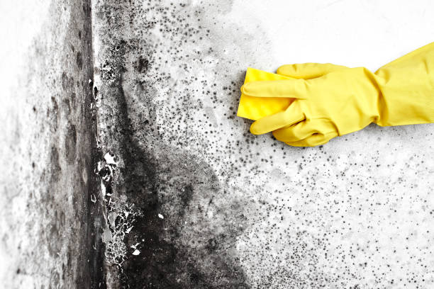 Best Office Mold Removal Services  in Toquerville, UT