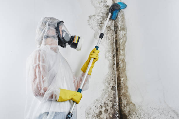 Best Fast Mold Removal  in Toquerville, UT