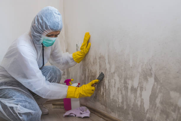 Best Mold Removal Specialists  in Toquerville, UT