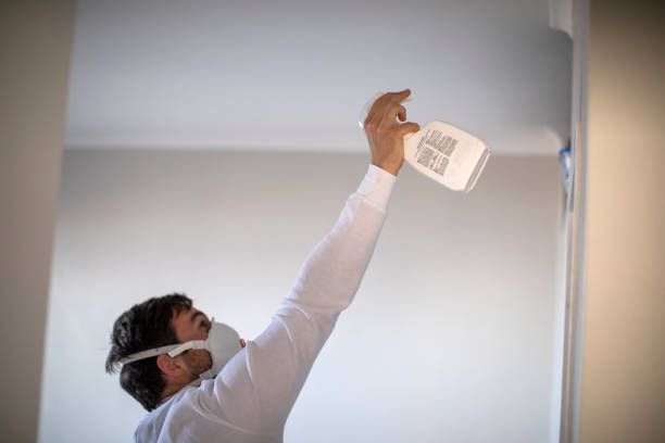 Best Same-Day Mold Removal  in Toquerville, UT