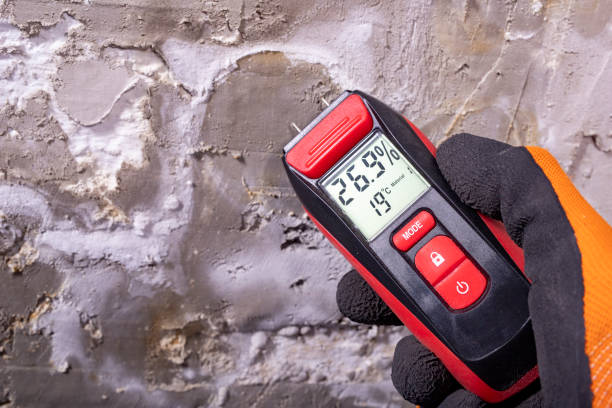 Best Affordable Mold Removal  in Toquerville, UT