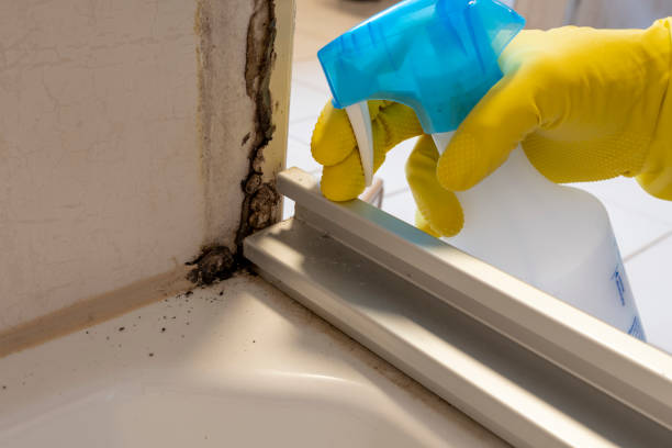 Best Commercial Mold Removal  in Toquerville, UT