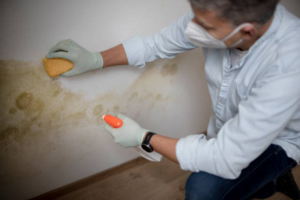 Best Toxic Mold Removal  in Toquerville, UT