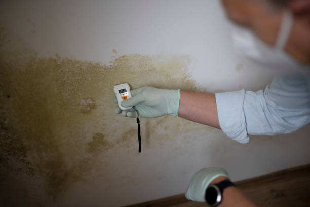 Toquerville, UT Mold Removal Company