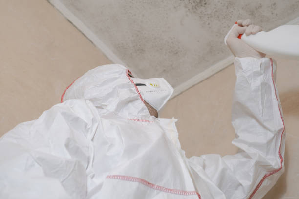 Best Mold Cleaning Services  in Toquerville, UT