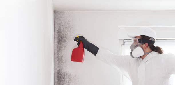Best Local Mold Removal Service  in Toquerville, UT