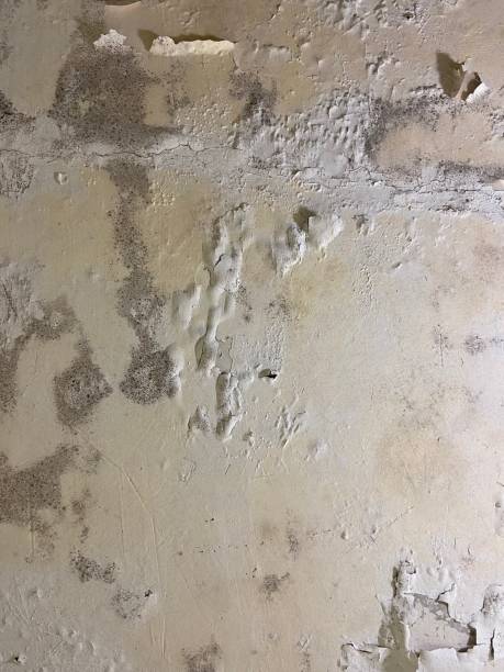Best Attic Mold Removal  in Toquerville, UT