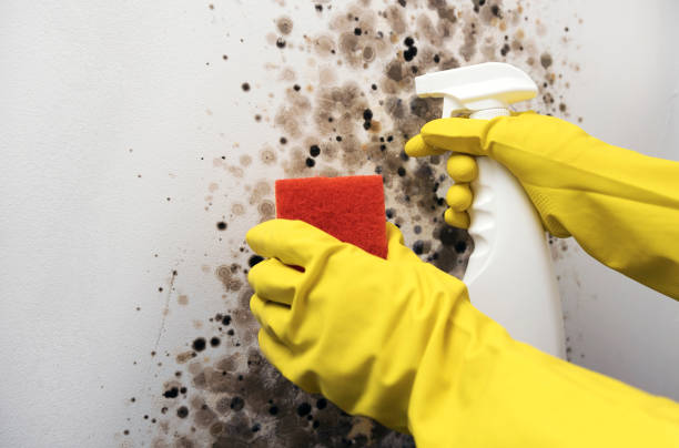 Mold Testing and Removal in Toquerville, UT