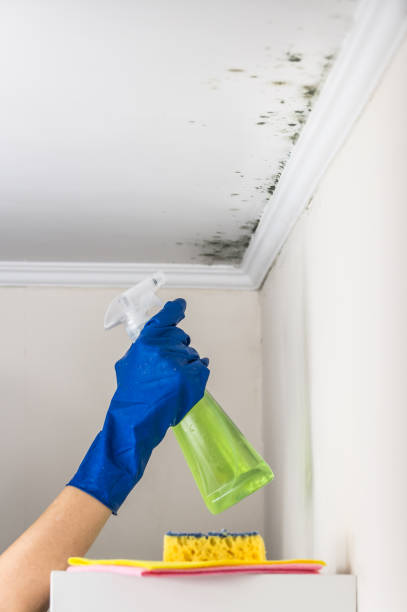 Best Crawl Space Mold Removal  in Toquerville, UT